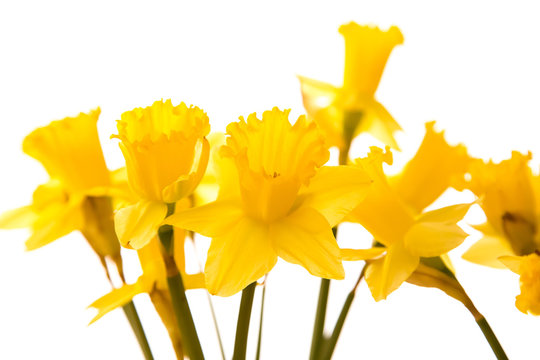  Yellow Daffodil