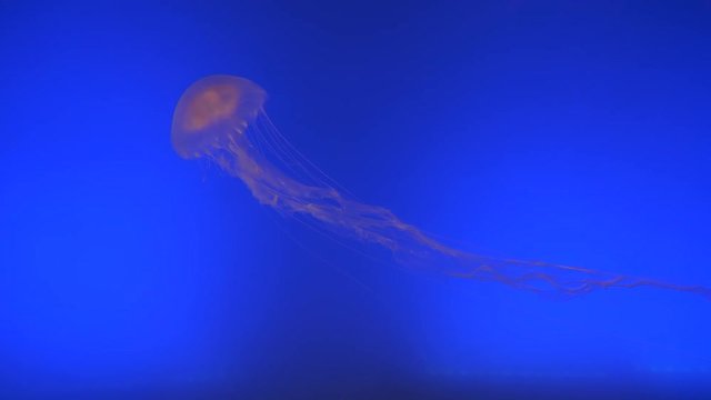 Stunning translucent jellyfish swimming around in a deep blue fish tank. Umbrella shaped aquatic creature floating in aquarium. Animal with tentacles to catch prey or defend