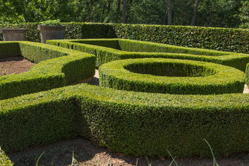 Labyrinth garden maze with green leaves and circular shape with herbs wall