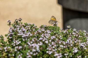 Butterfly on flowers with blurry front ground