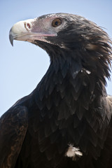 wedge tailed eagle