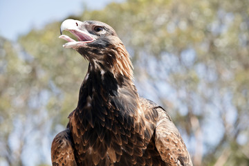 wedge tailed eagle