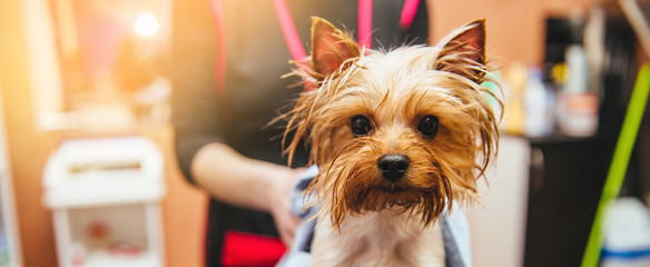 drying Yorkshire terrier in a professional hairdresser