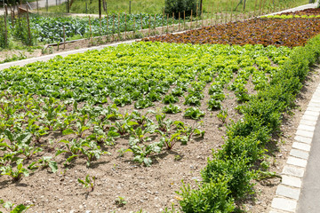 Farm vegetable kitchen garden with lettuce and other green leaves