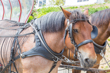 Obraz premium Close up of a Ardennais horse pulling a cart wagon originating from the Ardennes area in Belgium, Luxembourg and France