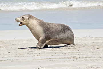 a sea lion
