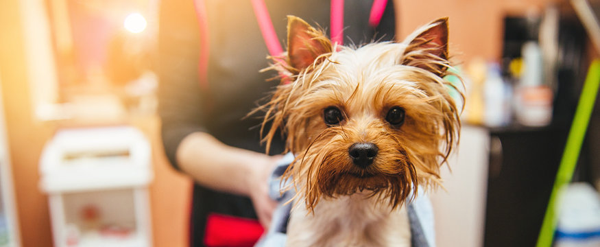 drying Yorkshire terrier in a professional hairdresser