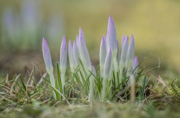 Lila Krokusknospen in der Frühlingssonne