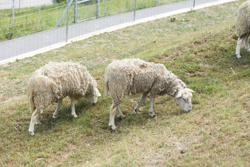 Obraz premium Two half peeled sheep in the moult grazing on a farm hill