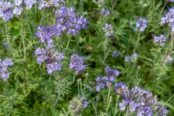 Obraz premium Honey bee flying to extract collect nectar from lilac purple small flowers