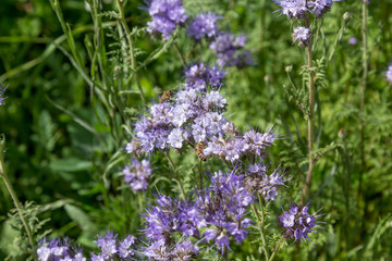 Two honey bees extracting collecting nectar from small violet flowers