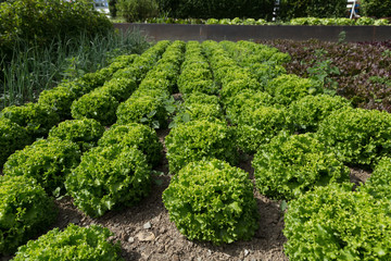 Healthy farm with vegetable kitchen garden - green lettuce crop
