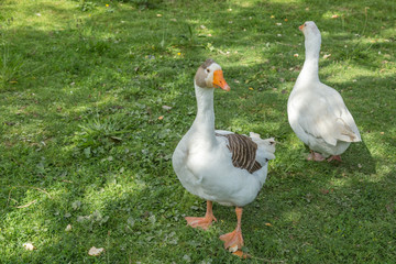 Two geese posing in a green field
