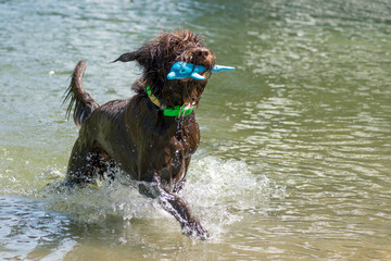 Large shaggy brown dog playing fetch in the water