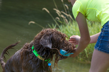 Large shaggy brown dog playing fetch in the water