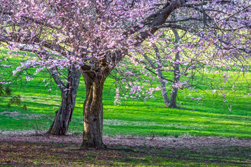 Green Grass and Cherry Blossoms