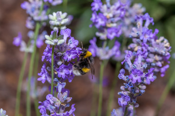 Furry bumblebee collecting nectar from a lilac flower