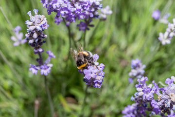 Wings details of a furry bumblebee harvesting nectar from a lilac purple flower
