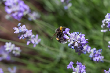 Furry bumblebee drinking nectar from a lavender flower