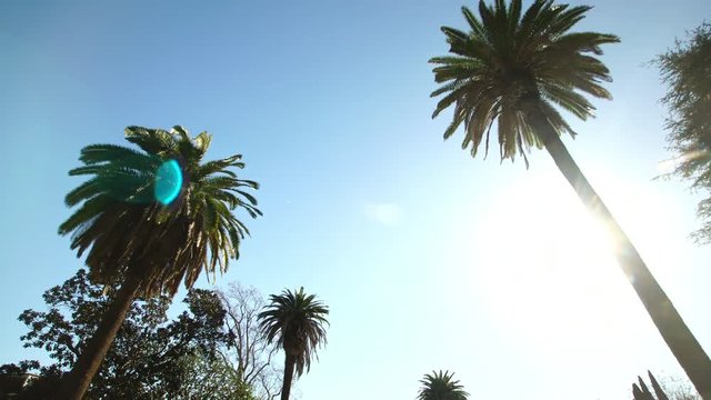 Palm Trees Driving Pov Shot in Los Angeles, California