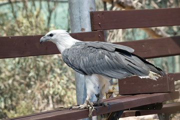 A sea eagle