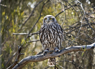 barking owl