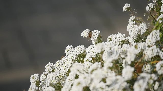 Macro of Fly with big eyes on white flower isolated on black background. Nature and wild life background. big insect on Lobularia maritima flower