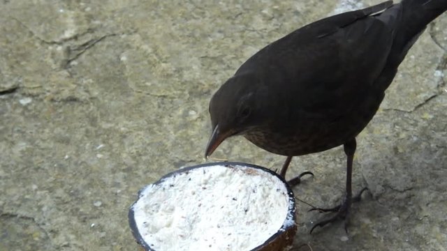 The common blackbird Turdus merula feeding from Insect Coconut Suet Shells in Ireland 