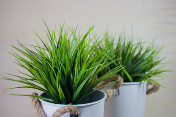 Long blades of green grass isolated on wood background.