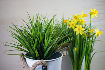 Yellow narcissus or daffodil flowers on light background. Spring Easter