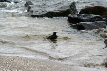Sparrow bathing in the Ijsselmeer