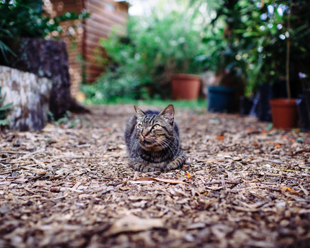 Woodchip path