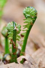 春の味覚　こごみ