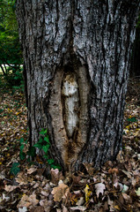 Tree trunk