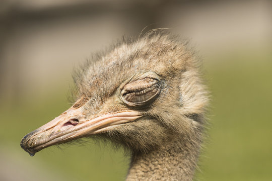 Ostrich with eye closed close up