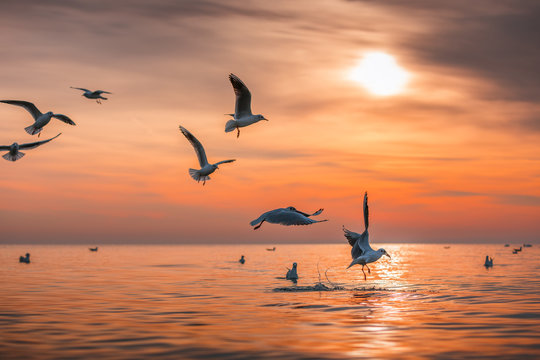 Seagull fly in the sky at sunrise