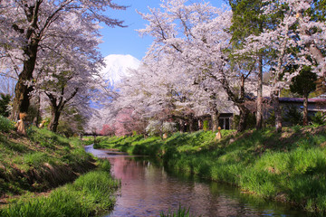 忍野村　富士山と桜並木 © Tozawa
