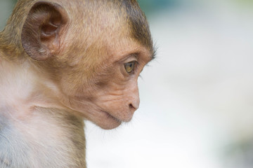 可愛いサル