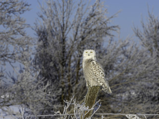 Snowy Owl Sitting against Frozen Trees