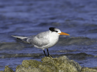 Fototapeta na wymiar Royal Tern Resting on Rock, Portrait