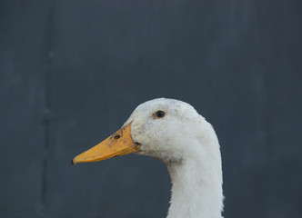Domestic duck with a yellow beak on the background of a blue fence