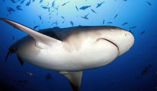 Bull shark