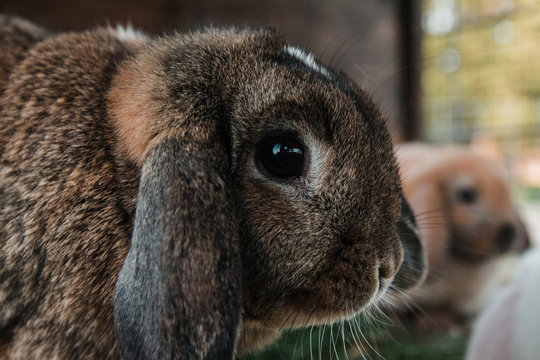 Head of adult Lop rabbit.