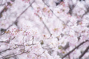 満開の桜