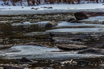 Bird on Poudre River