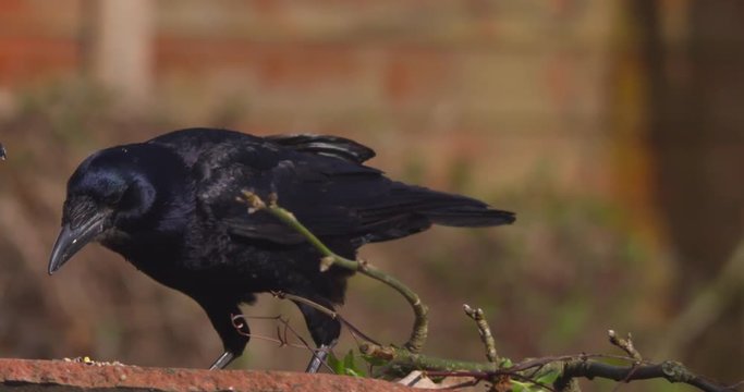 Two black crow rooks feeding in winter snow garden slow motion