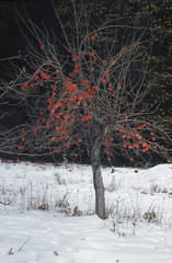 Apple Tree in Snow