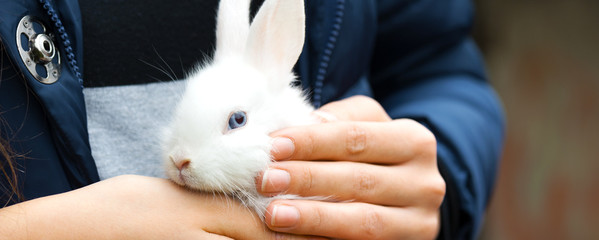 The panorama of female hands are holding small white decorative rabbit.Newborn or Happy Easter concept.