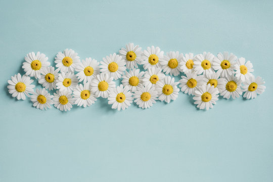 Daisies