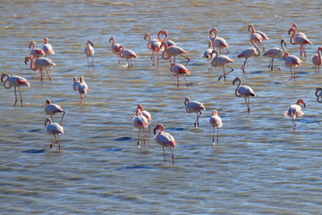 group of greater flamingo in a marine pond, Phoenicopterus roseus